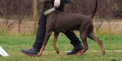 Innend\u00f8rs rallylydighetspr\u00f8ve Hundevis