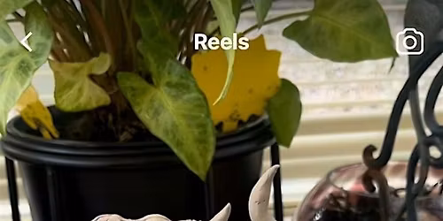 Create a Clay Highland Cow @ Maxline Brewing