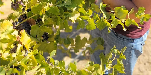 Paso Pop Up! Steinbeck Vineyards & Winery