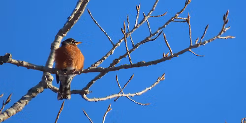 Christmas Bird Count