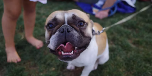Tito's Tail Waggin' Tuesday - July 21