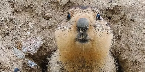 Groundhogs Great Tale