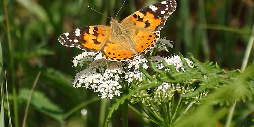 Butterfly Walk