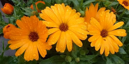 Plant Know How Family Workshop at the Centre for Wildlife Gardening