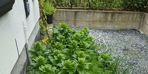 Balcony, Container, & Small Space Garden Workshop