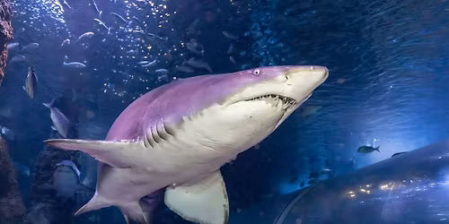 Shark Biologist Excursion- AQWA