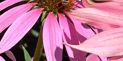 Party with the Pollinators!
