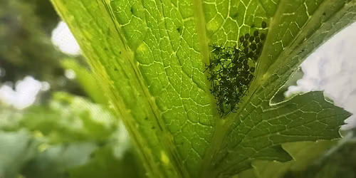 Grow Moore Produce Cooperative presents: Pest Management and ID