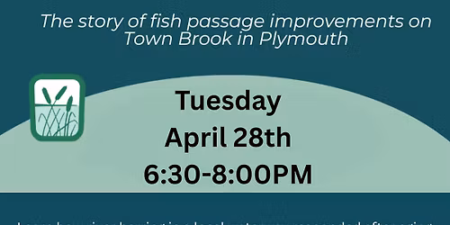 Helping our Herring: The Story of Fish Passage Improvements on Town Brook in Plymouth