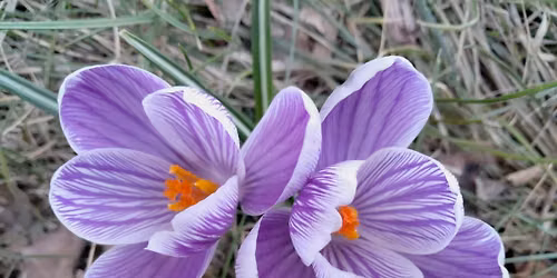Master Gardener Basic Training Info Session