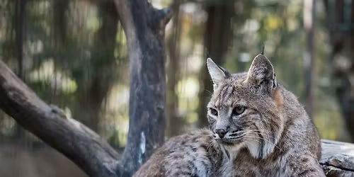 ACF Regionals 2026 at Imperial