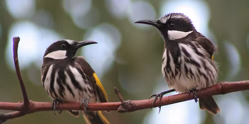 Blackwall Reach - morning excursion