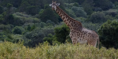 Arusha National Park Joining Safari