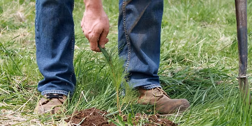 Planning For Trees Workshop