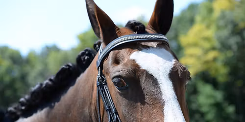 working equitation clinic with Alex Tyson
