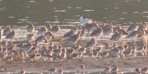 Generalforsamling DOF Nordjylland 2026