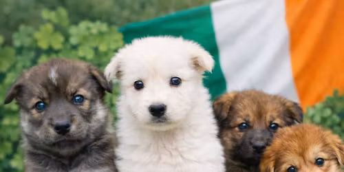 Pints & Pups Adoption Event