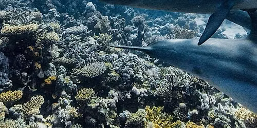 Ocean with David Attenborough: Film Screening and Expert Panel Discussion