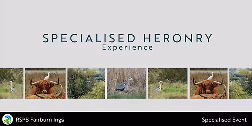 Specialised Heronry Experience- RSPB Fairburn Ings