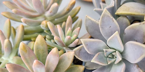 Kids Terrarium Workshop