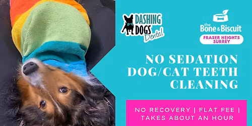 Dog & Cat Teeth Cleaning - Surrey- Fraser Heights