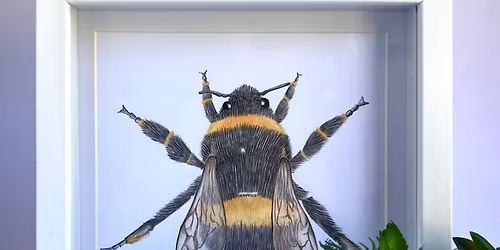 A Pencil\/Crayon Bumble Bee workshop with artist Louise Earnshaw on Sunday 15th February, 2026