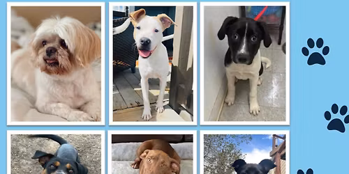 May 23 Adoption Event