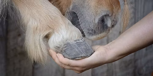 Huftraining: entspannte Hufbearbeitung - Workshop f\u00fcr Pferdebesitzer*innen und Hufprofis