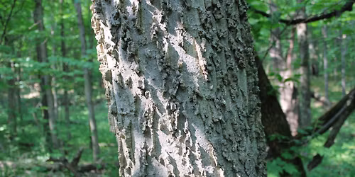 Learn from the Experts: Summer Tree Identification