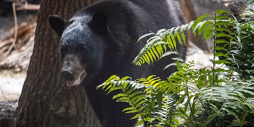 BearFest