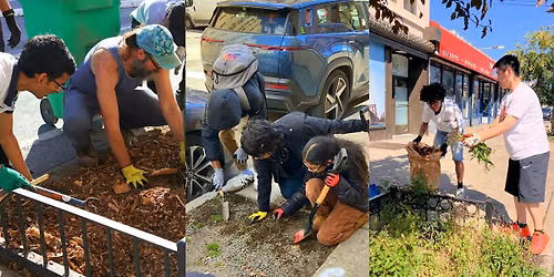 Street Tree Care in Crown Heights