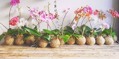 Occasione del Sabato | Orchidee a soli 7,90 \u20ac