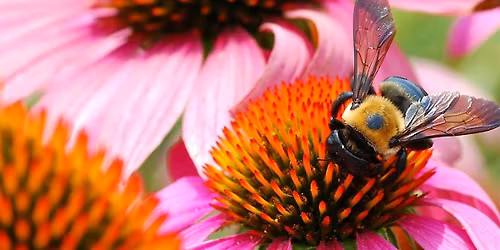 Buzz-Worthy Blooms! Attracting Bees and Pollinators with Cover Crops
