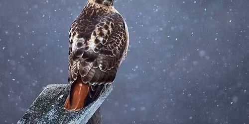 Birds of Prey Program