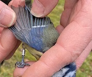 Bird Ringing - College Lake, Thursday 23rd July