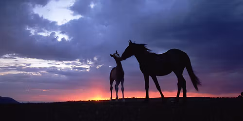 Musical Freestyle Clinic at Pepperwood Farm with Leslie Berro