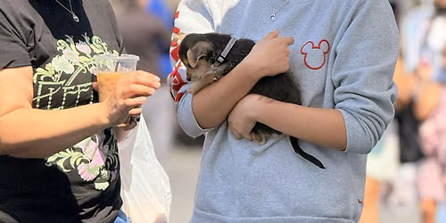 Summer Pup Fest Mkt