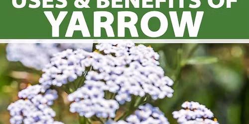 Yarrow a lovely medicinal