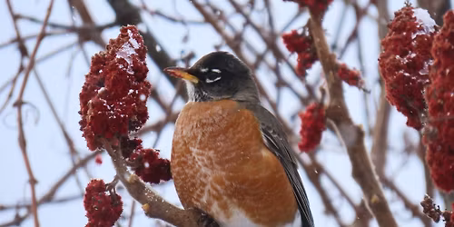 First Day Hike at the Sterling Nature Center, Thursday, January 1 at 1 pm