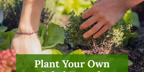 Plant Your Own Salad Trough
