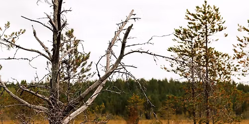 Mets\u00e4n syliin - R\u00e4synuken sinkunjulkaisukeikka Vakiopaineessa 