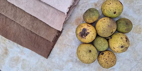 Black Walnut - Foraging & Botanical Dyeing