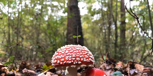 West Midlands fabulous fungi guided walk
