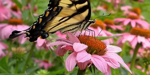 Establishing a Native Pollinator Garden