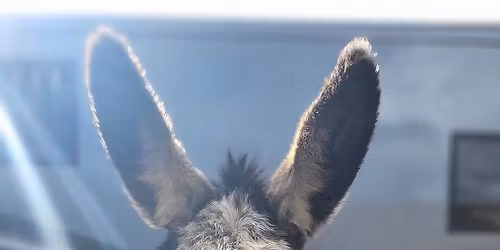 Christmas Activities: Donkey Day!