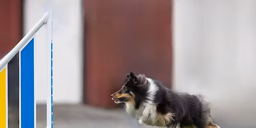 Agilitykurs i uke 18-20!