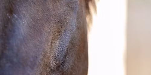 2026 Buckle series show 1 