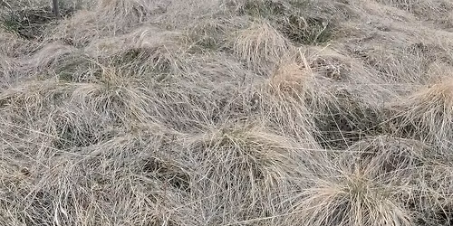 Grasslands: Deep Roots, Strong Systems