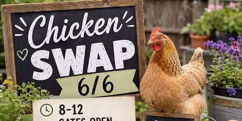 Chicken Swap 