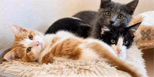 Open Adoption Hours at Contra Costa Humane Society